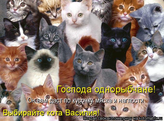 Котоматрица: Господа однорыбчане! Выбирайте кота Василия! Он вам даст по кусочку мяска и наглости.