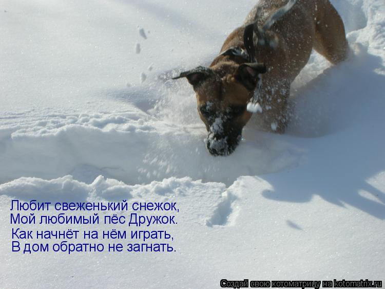 Любит свеженький снежок, Мой любимый пёс Дружок. Как начнёт на нём играть, В дом обратно не загнать.... Котоматрица: Любит свеженький снежок, Мой любимый пёс Дружок. Как начнёт на нём играть, В дом обратно не загнать.