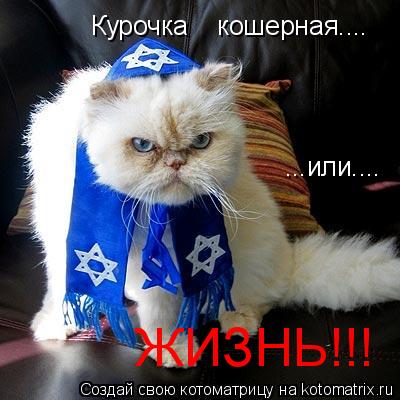 Котоматрица: Курочка    кошерная.... Курочка    кошерная.... ...или.... ЖИЗНЬ!!!
