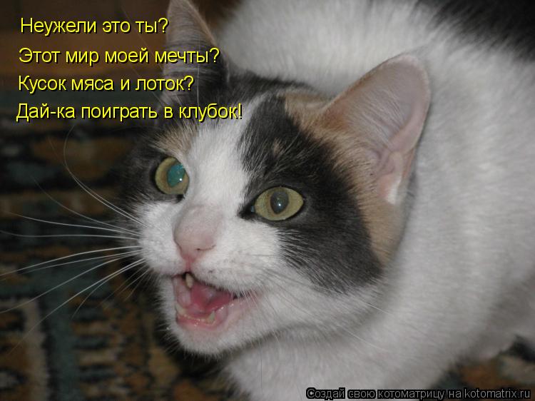 Котоматрица: Неужели это ты? Этот мир моей мечты? Кусок мяса и лоток? Дай-ка поиграть в клубок!