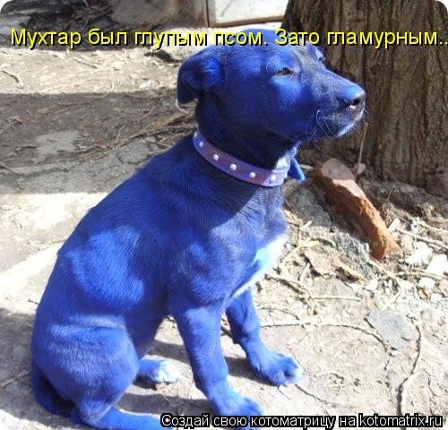 Котоматрица: Мухтар был глупым псом. Зато гламурным...