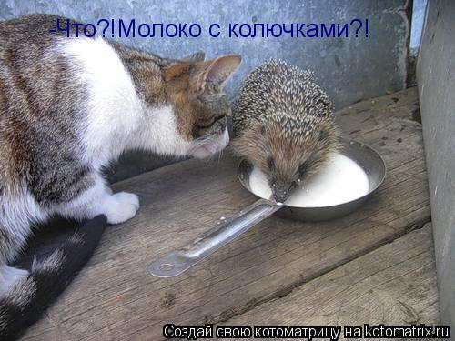 Котоматрица: -Что?!Молоко с колючками?!