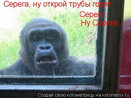 Котоматрица: Серега, ну открой трубы горят. Серега. Ну Серега..