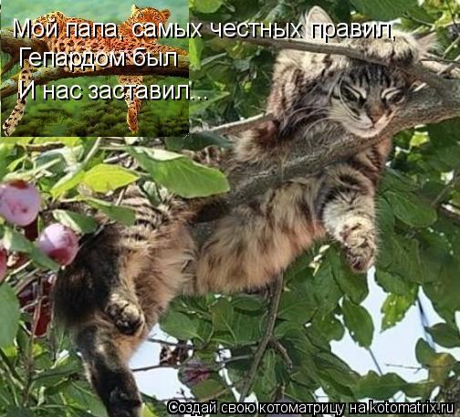 Котоматрица: Мой папа, самых честных правил, Гепардом был И нас заставил...