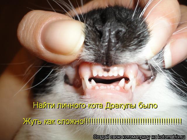 Найти личного кота Дракулы было Жуть как сложно!!!!!!!!!!!!!!!!!!!!!!!!!!!!!!!!!!!!!!!!!!... Котоматрица: Найти личного кота Дракулы было Жуть как сложно!!!!!!!!!!!!!!!!!!!!!!!!!!!!!!!!!!!!!!!!!!
