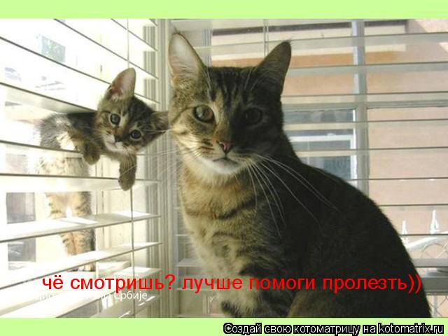 Котоматрица: чё смотришь? лучше помоги пролезть))