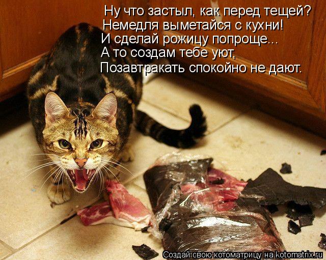 Котоматрица: Ну что застыл, как перед тещей? Немедля выметайся с кухни! И сделай рожицу попроще... А то создам тебе уют, Позавтракать спокойно не дают.