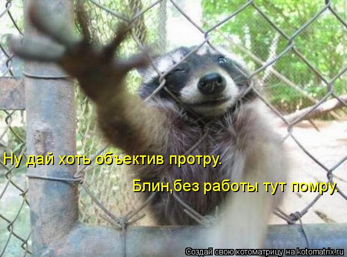 Котоматрица: Ну дай хоть объектив протру. Блин,без работы тут помру.