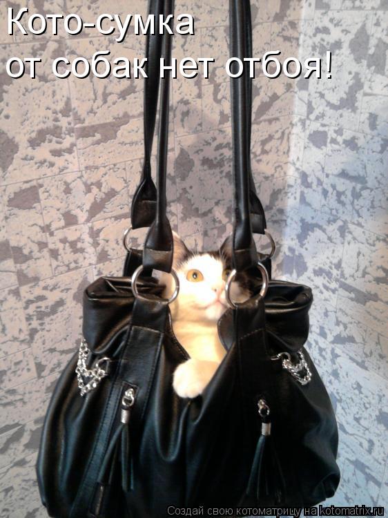 Котоматрица: Кото-сумка от собак нет отбоя!