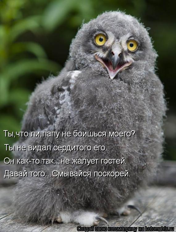Котоматрица: Ты,что ли,папу не боишься моего? Ты не видал сердитого его. Он как-то так...не жалует гостей. Давай того...Смывайся поскорей.