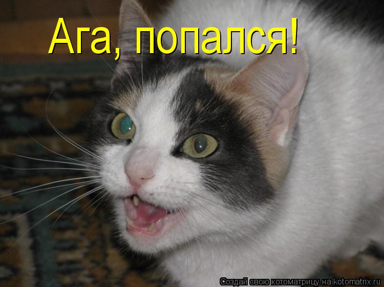 Котоматрица: Ага, попался!