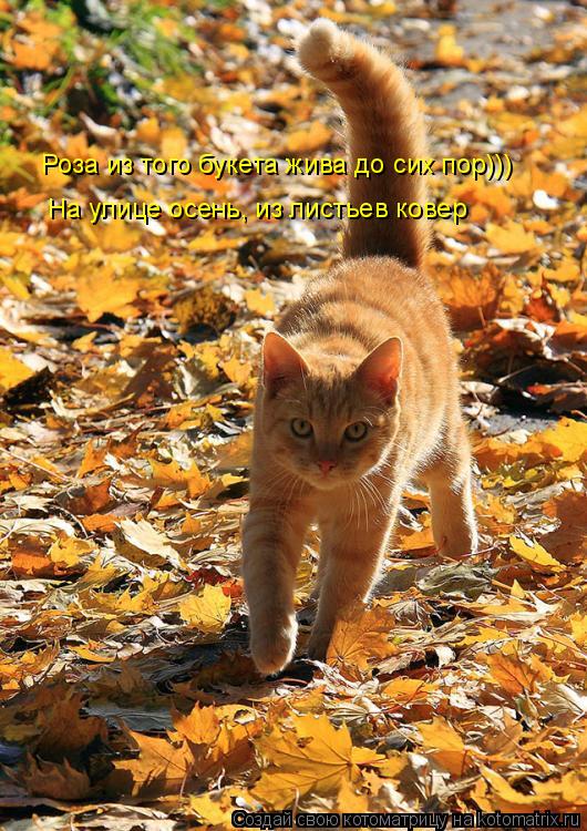 Котоматрица: Роза из того букета жива до сих пор))) На улице осень, из листьев ковер