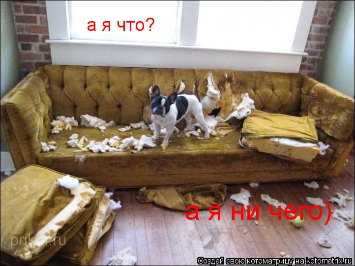 Котоматрица: а я что? а я ни чего)