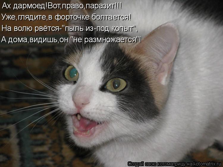 Уже,глядите,в форточке болтается! На волю рвётся-"пыль из-под копыт", Ах дармоед!Вот,право,паразит!!!... Котоматрица: Уже,глядите,в форточке болтается! На волю рвётся-"пыль из-под копыт", Ах дармоед!Вот,право,паразит!!! А дома,видишь,он "не размножается"!