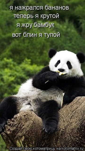 Котоматрица: я нажрался бананов теперь я крутой я жру бамбук вот блин я тупой
