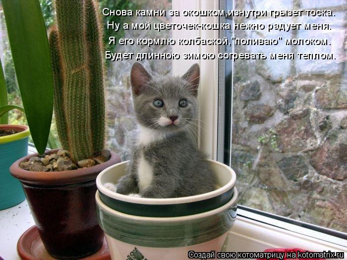 Котоматрица: Снова камни за окошком,изнутри грызет тоска. Ну а мой цветочек-кошка нежно радует меня. Я его кормлю колбаской,"поливаю" молоком. Будет длинн