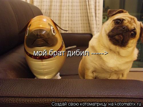 Котоматрица: мой брат дибил ----->