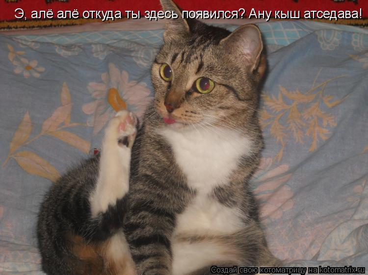 Котоматрица: Э, алё алё откуда ты здесь появился? Ану кыш атседава!