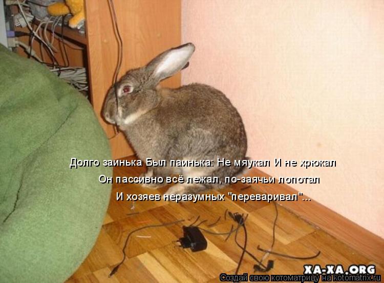 Котоматрица: Долго заинька Был паинька: Не мяукал И не хрюкал   Он пассивно всё лежал, по-заячьи лопотал   И хозяев неразумных "переваривал"...