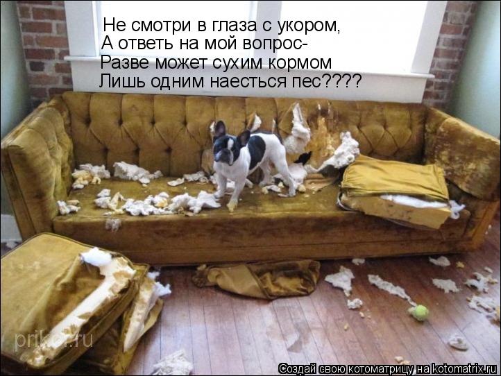 Котоматрица: Не смотри в глаза с укором, А ответь на мой вопрос- Разве может сухим кормом Лишь одним наесться пес????