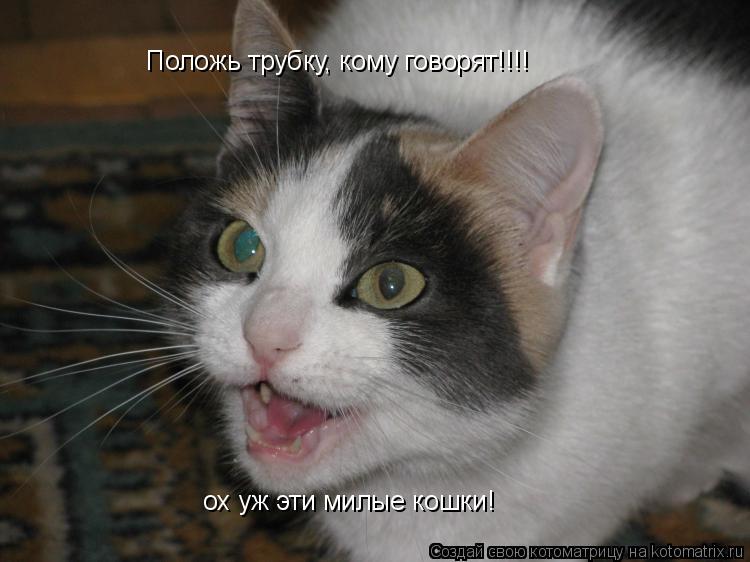 Котоматрица: Положь трубку, кому говорят!!!! ох уж эти милые кошки!
