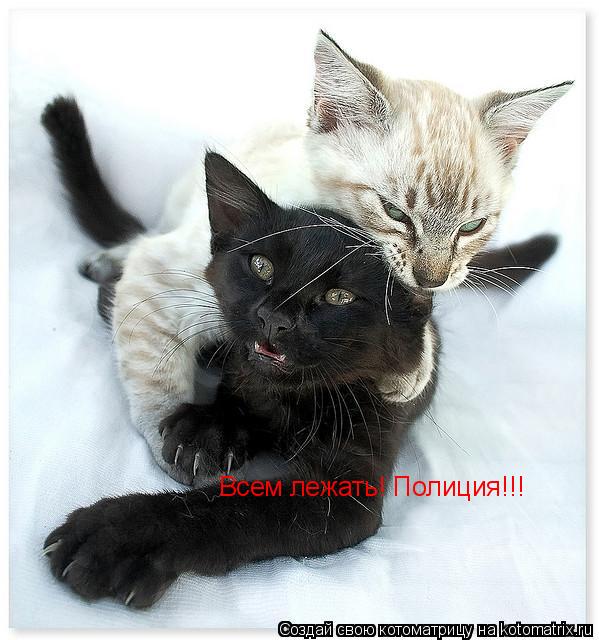 Котоматрица: Всем лежать! Полиция!!!