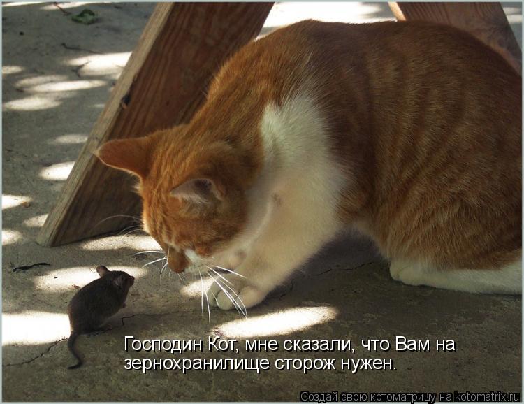 Котоматрица: Господин Кот, мне сказали, что Вам на  зернохранилище сторож нужен.