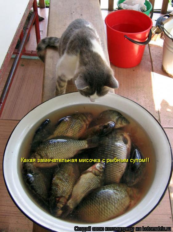 Котоматрица: Какая замечательная мисочка с рыбным супом!!