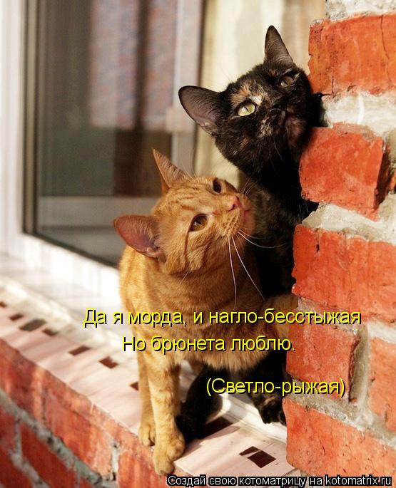 Котоматрица: Да я морда, и нагло-бесстыжая Но брюнета люблю. (Светло-рыжая)