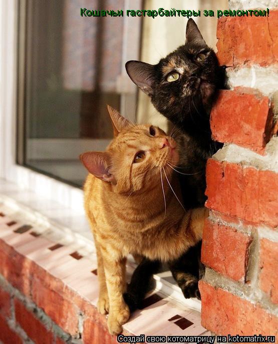 Котоматрица: Кошачьи гастарбайтеры за ремонтом!