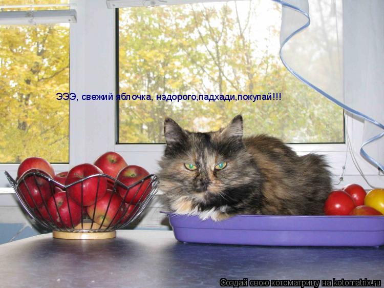 Котоматрица: ЭЭЭ, свежий яблочка, нэдорого,падхади,покупай!!!
