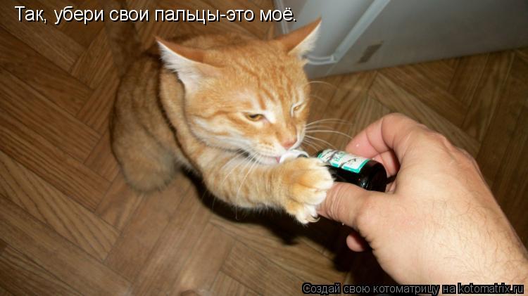 Котоматрица: Так, убери свои пальцы-это моё.