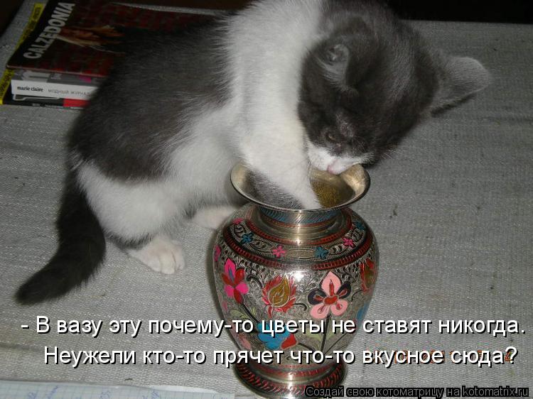 Котоматрица: - В вазу эту почему-то цветы не ставят никогда. Неужели кто-то прячет что-то вкусное сюда?