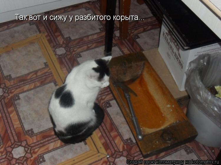 Котоматрица: Так вот и сижу у разбитого корыта...