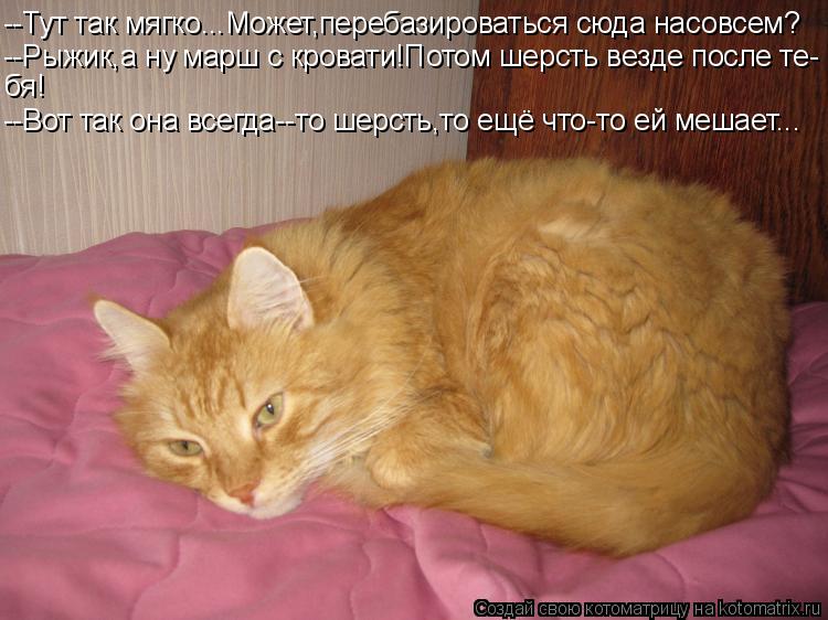 Котоматрица: --Тут так мягко...Может,перебазироваться сюда насовсем? --Рыжик,а ну марш с кровати!Потом шерсть везде после те- бя! --Вот так она всегда--то шер