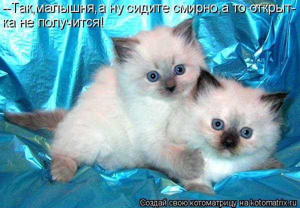 Котоматрица: --Так,малышня,а ну сидите смирно,а то открыт- ка не получится!