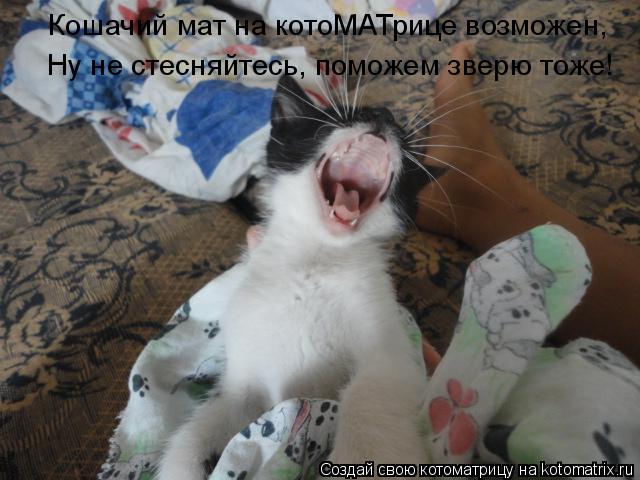 Котоматрица: Кошачий мат на котоМАТрице возможен, Ну не стесняйтесь, поможем зверю тоже!
