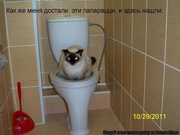 Котоматрица: Как же меня достали  эти папарацци, и здесь нашли.