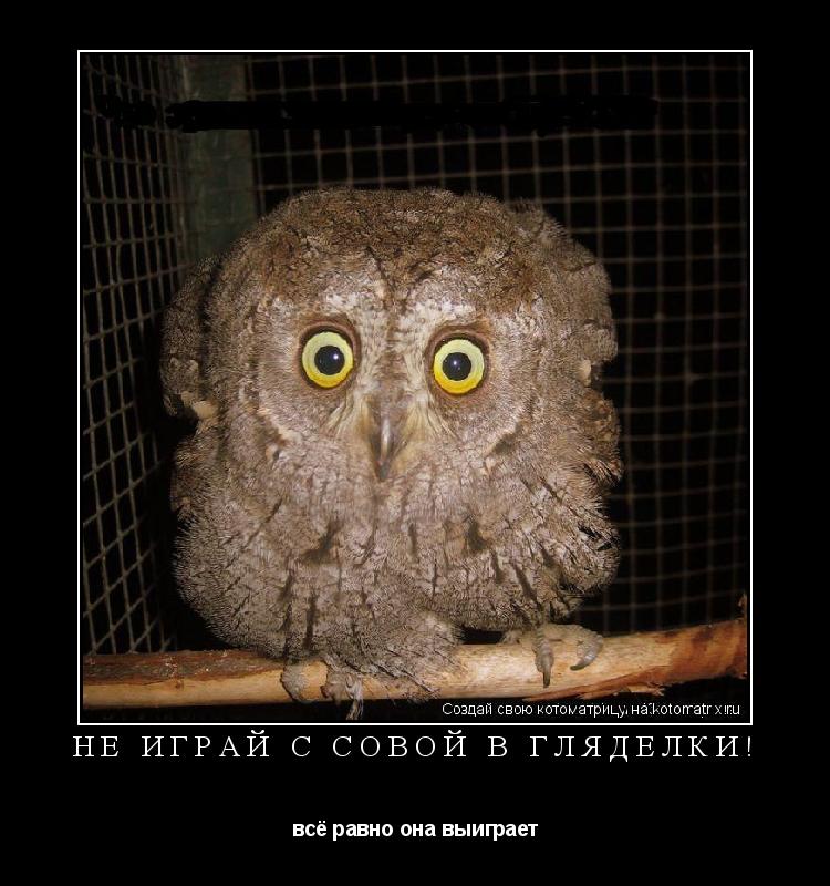 Котоматрица: Не играй с совой в гляделки! всё равно она выиграет