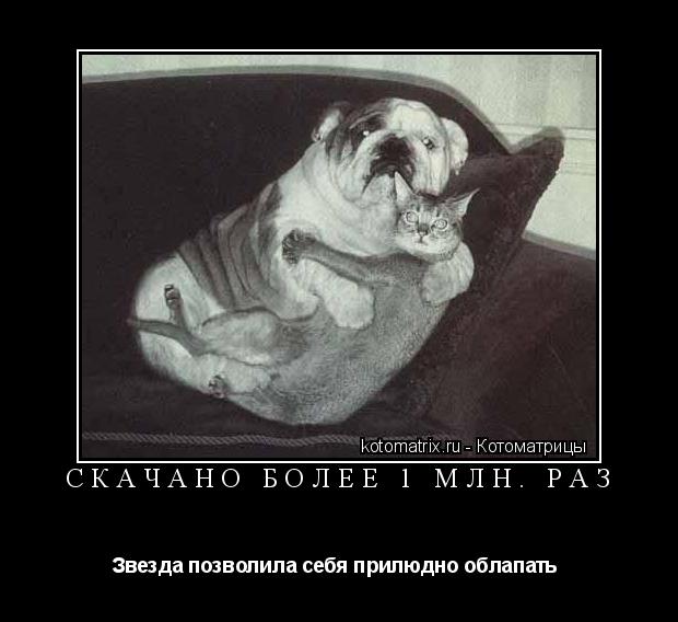 Котоматрица:  скачано более 1 млн. раз Звезда позволила себя прилюдно облапать 