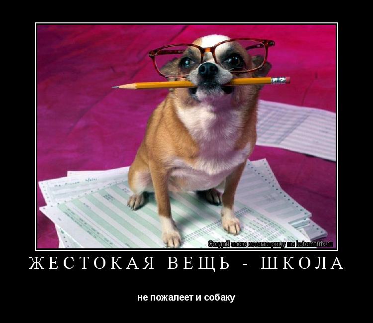 Котоматрица: Жестокая вещь - школа не пожалеет и собаку