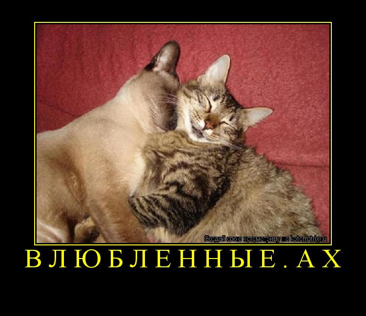 Котоматрица: влюблённые.ах 