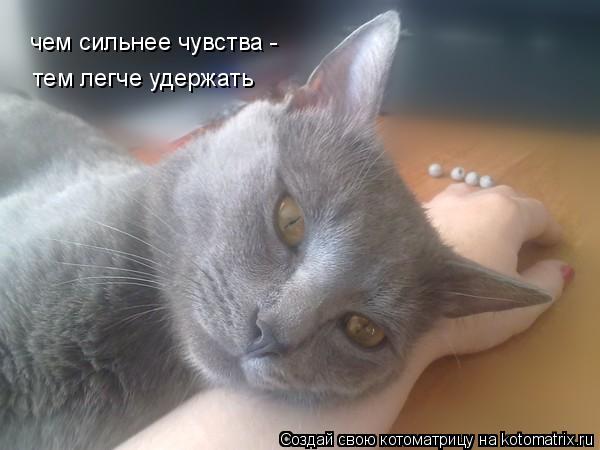 Котоматрица: чем сильнее чувства -  тем легче удержать