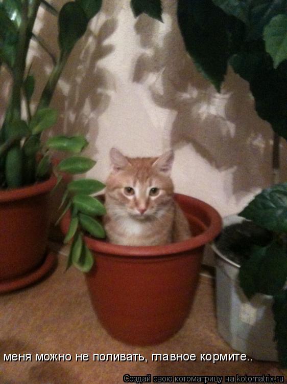 Котоматрица: меня можно не поливать, главное кормите..