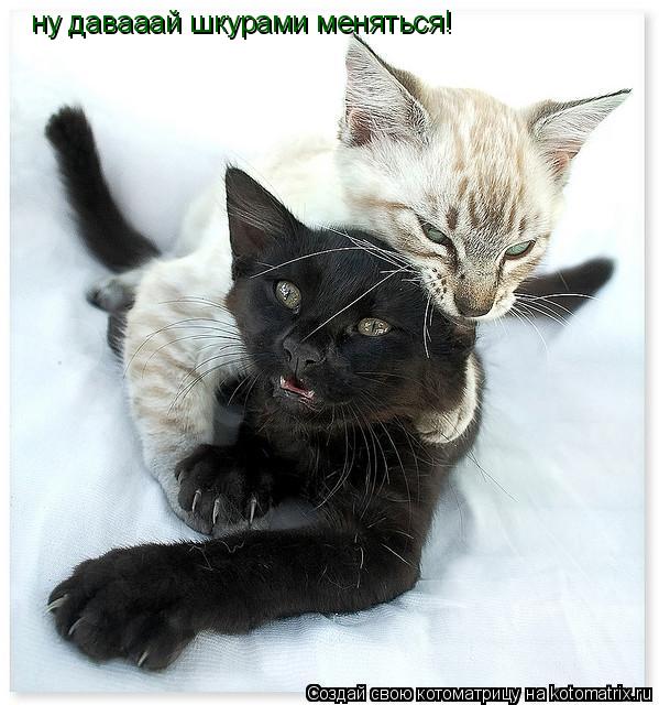 Котоматрица: ну давааай шкурами меняться!