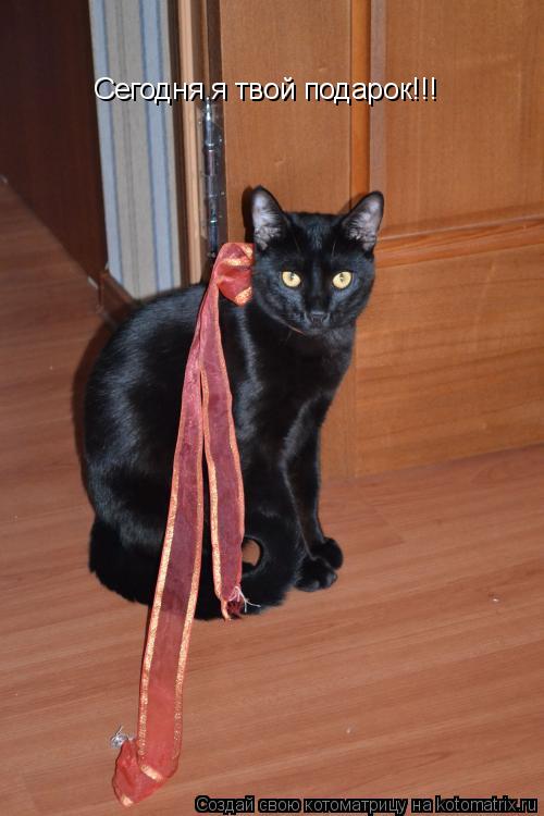 Котоматрица: Сегодня я твой подарок!!!