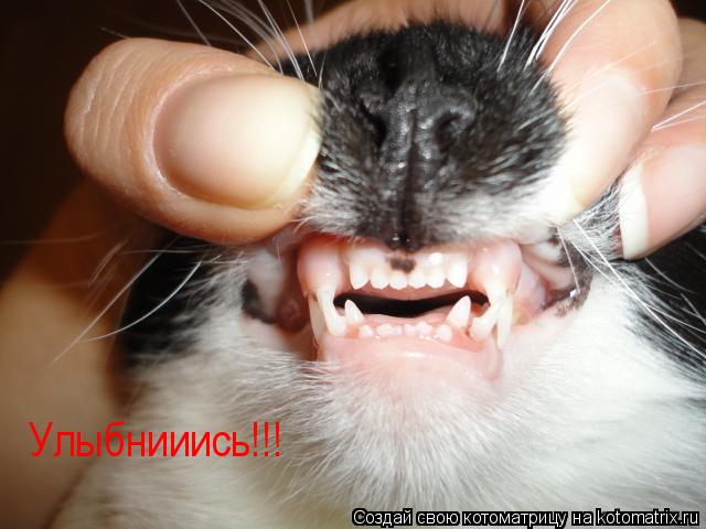 Котоматрица: Улыбнииись!!!