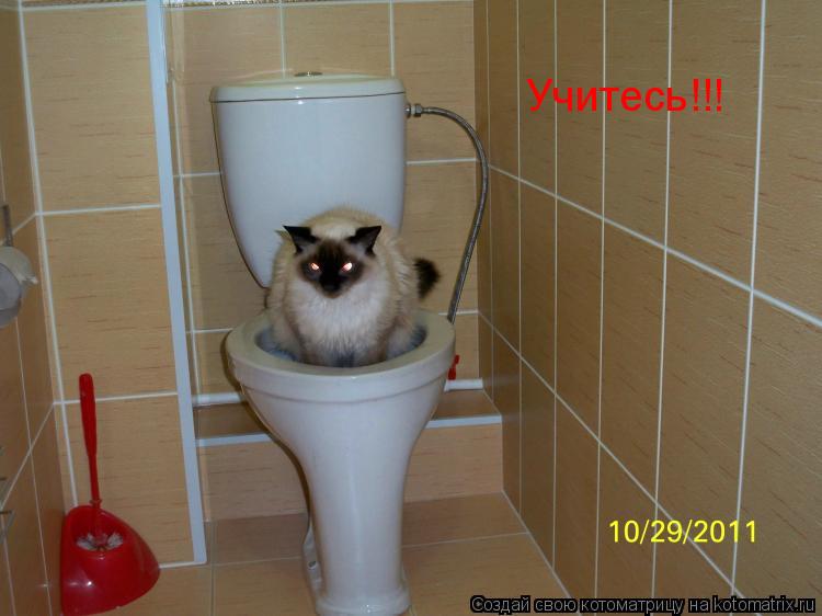 Котоматрица: Учитесь!!!