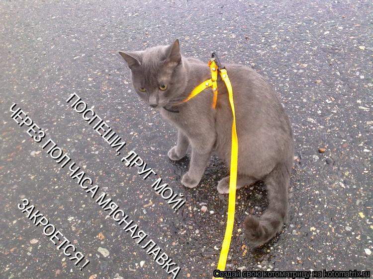 Котоматрица: ПОСПЕШИ, ДРУГ МОЙ! ЧЕРЕЗ ПОЛ ЧАСА МЯСНАЯ ЛАВКА ЗАКРОЕТСЯ !