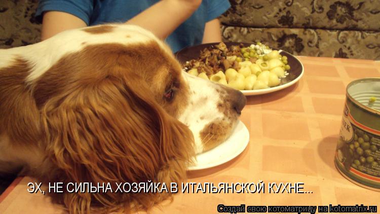 Котоматрица: ЭХ, НЕ СИЛЬНА ХОЗЯЙКА В ИТАЛЬЯНСКОЙ КУХНЕ...